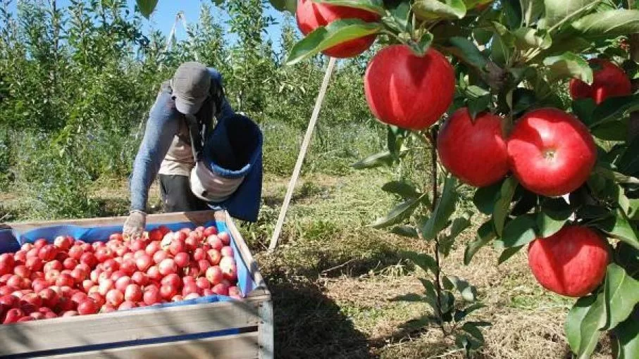 Alertan por la desaparición de más de 1.200 productores frutícolas