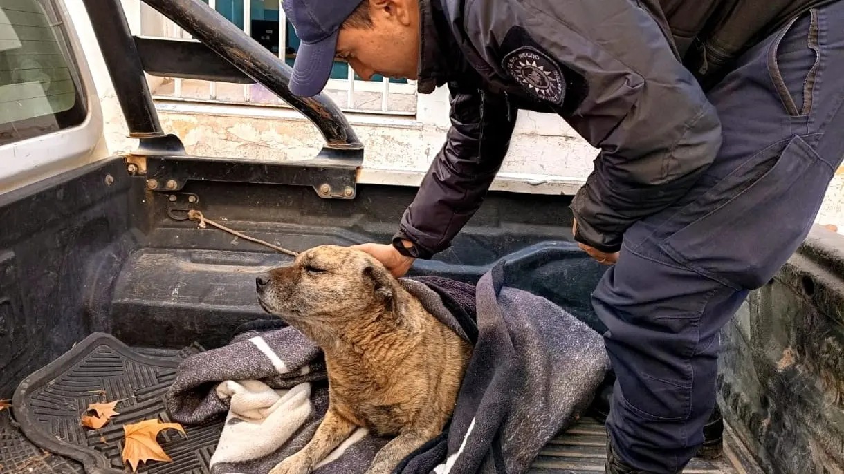 En este momento estás viendo Cipolletti: rescataron a un perro maltratado y detuvieron al responsable