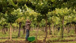 Lee más sobre el artículo ¿Cuáles son los vinos rionegrinos del Top 10 de la Patagonia?