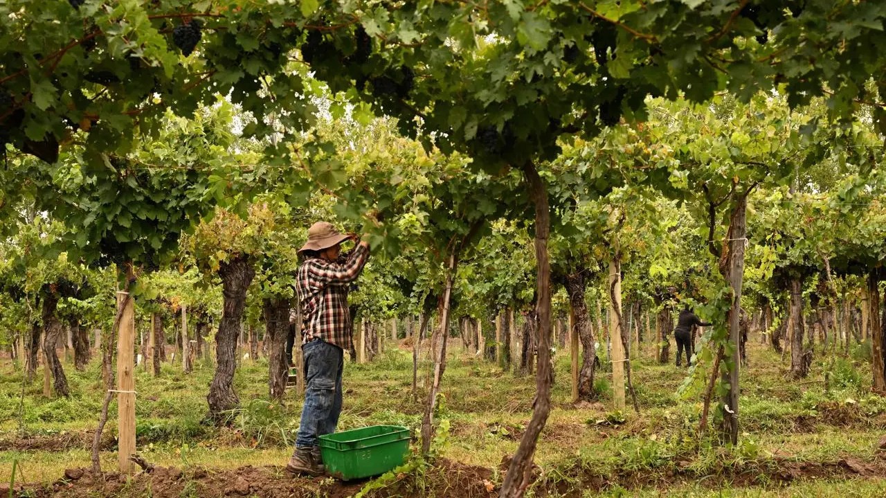 En este momento estás viendo ¿Cuáles son los vinos rionegrinos del Top 10 de la Patagonia?