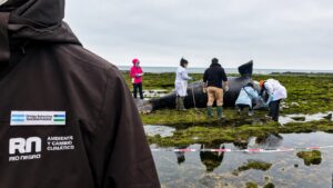 Lee más sobre el artículo Las Grutas: Río Negro desplegó operativo tras hallazgo de cría de ballena
