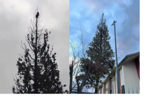 Lee más sobre el artículo Triste final para Coco: el gatito cayó del árbol y murió
