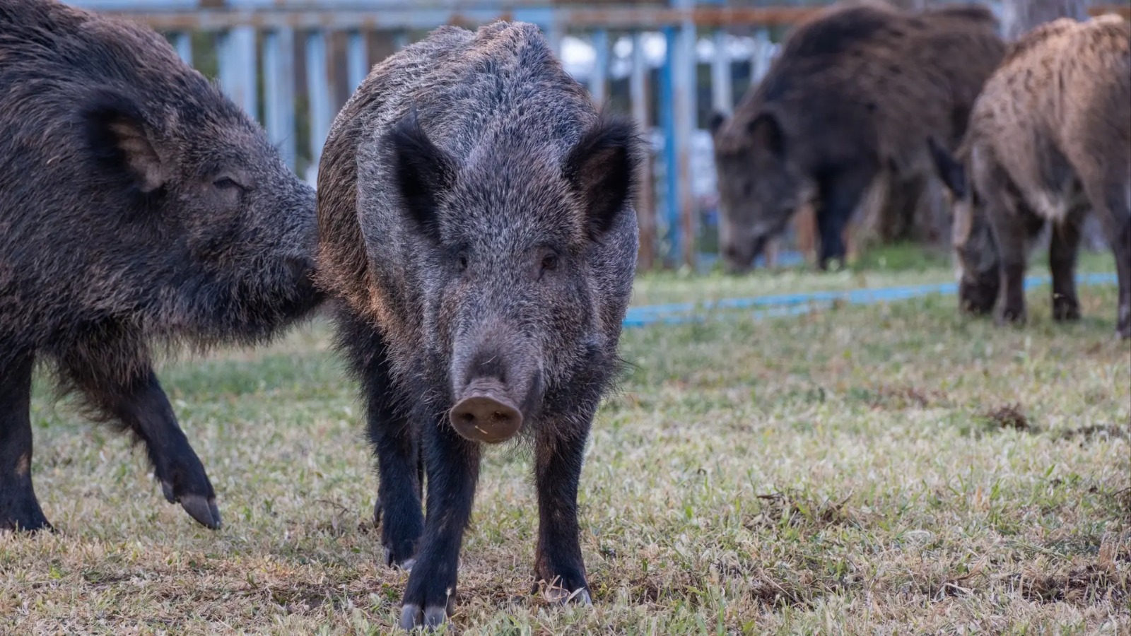 En este momento estás viendo Río Negro moderniza su Ley de Carnes con nuevas proteínas animales