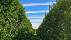 Lee más sobre el artículo FOGARÍO acompañará a productores en acceso a líneas para malla antigranizo