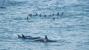 Lee más sobre el artículo En el Día Mundial de la Orca, Río Negro celebra su patrimonio marino