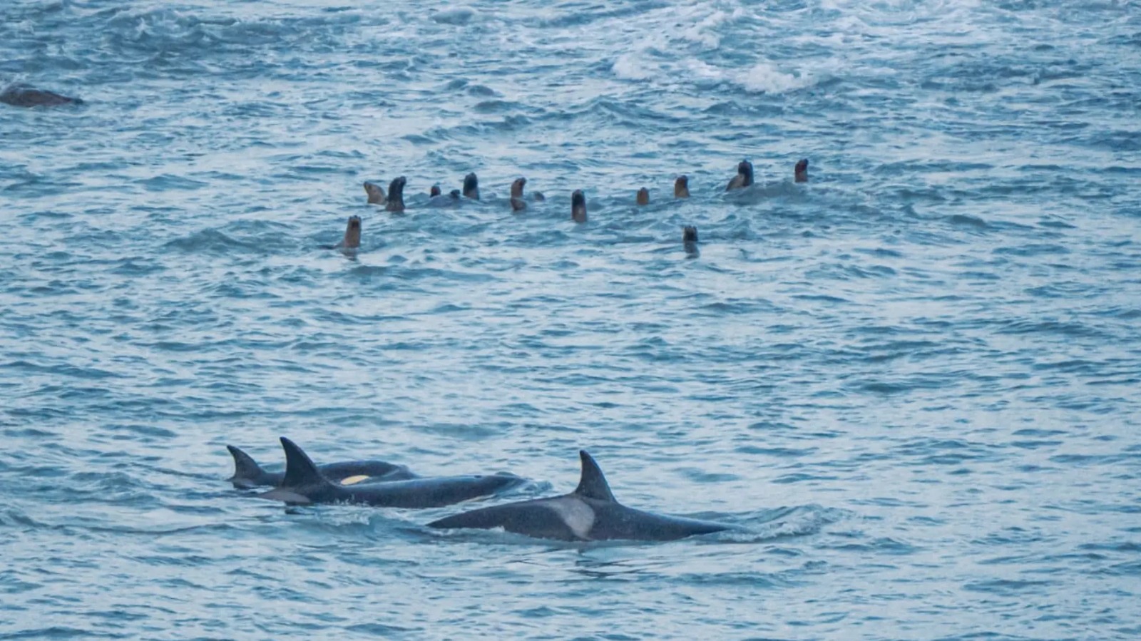 En este momento estás viendo En el Día Mundial de la Orca, Río Negro celebra su patrimonio marino