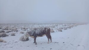 Lee más sobre el artículo La nieve renueva las expectativas para la ganadería en la Región Sur