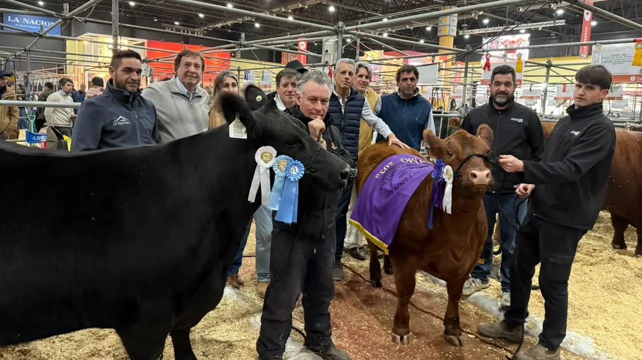 Lee más sobre el artículo Rural de Palermo: la genética patagónica brilló, con Río Negro protagonista