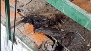 Lee más sobre el artículo ARSA repudia hecho vandálico en la captación de agua de Cipolletti