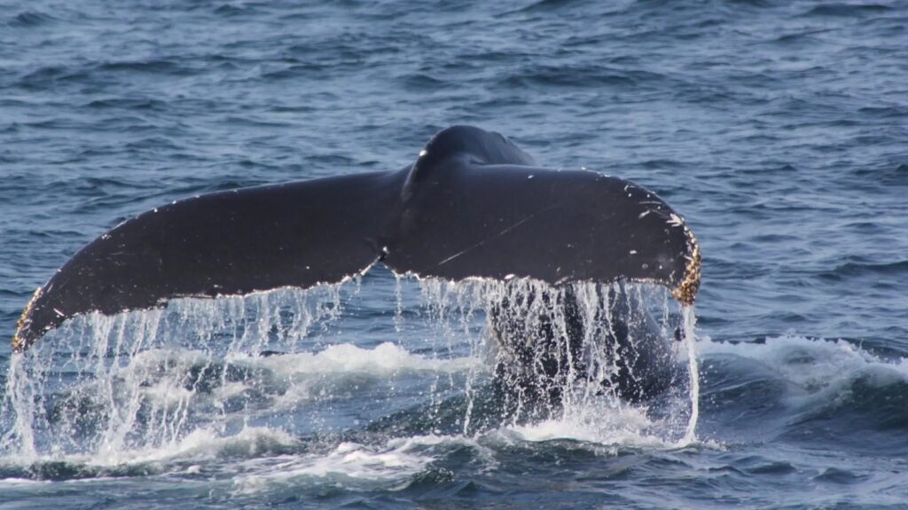 Río Negro inauguró la Temporada de Fauna Marina del Golfo