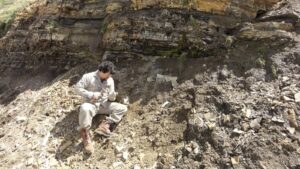 Lee más sobre el artículo Río Negro: identificaron dos nuevas especies fósiles de antiguos bosques