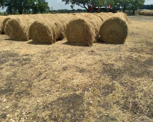 Escuela Agraria de Villa Regina pide donaciones de fardos de pasto para sus animales