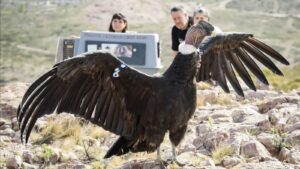 Lee más sobre el artículo Kurruf volvió a volar: histórica liberación de un Cóndor en Sierra Grande
