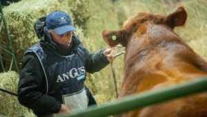 Lee más sobre el artículo Río Negro pasó de 400.000 a 700.000 bovinos y multiplicó la producción