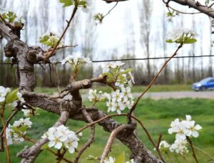 Lee más sobre el artículo La primavera lluviosa enciende las alertas por enfermedades en peras y manzanas del Alto Valle