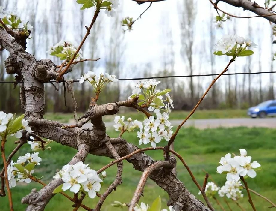 La primavera lluviosa enciende las alertas por enfermedades en peras y manzanas del Alto Valle